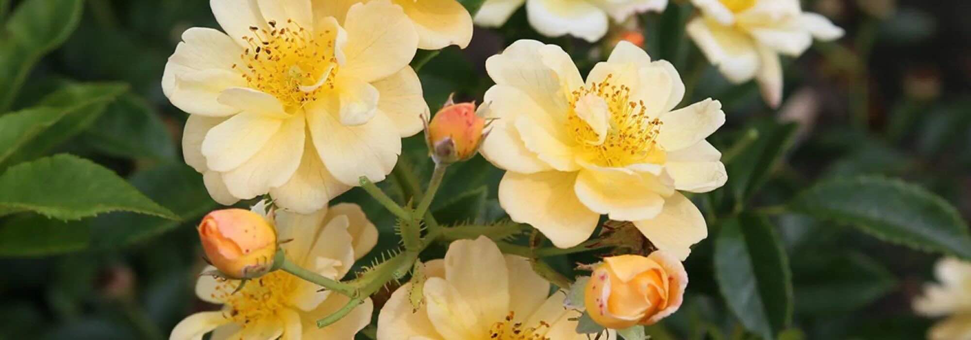 Yellow- and orange-flowered climbing roses to brighten up the garden!