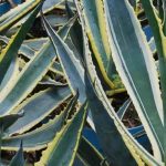 Invasive agaves: a practical guide to getting rid of them