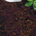 Spring soil preparation: the essential gardening tasks