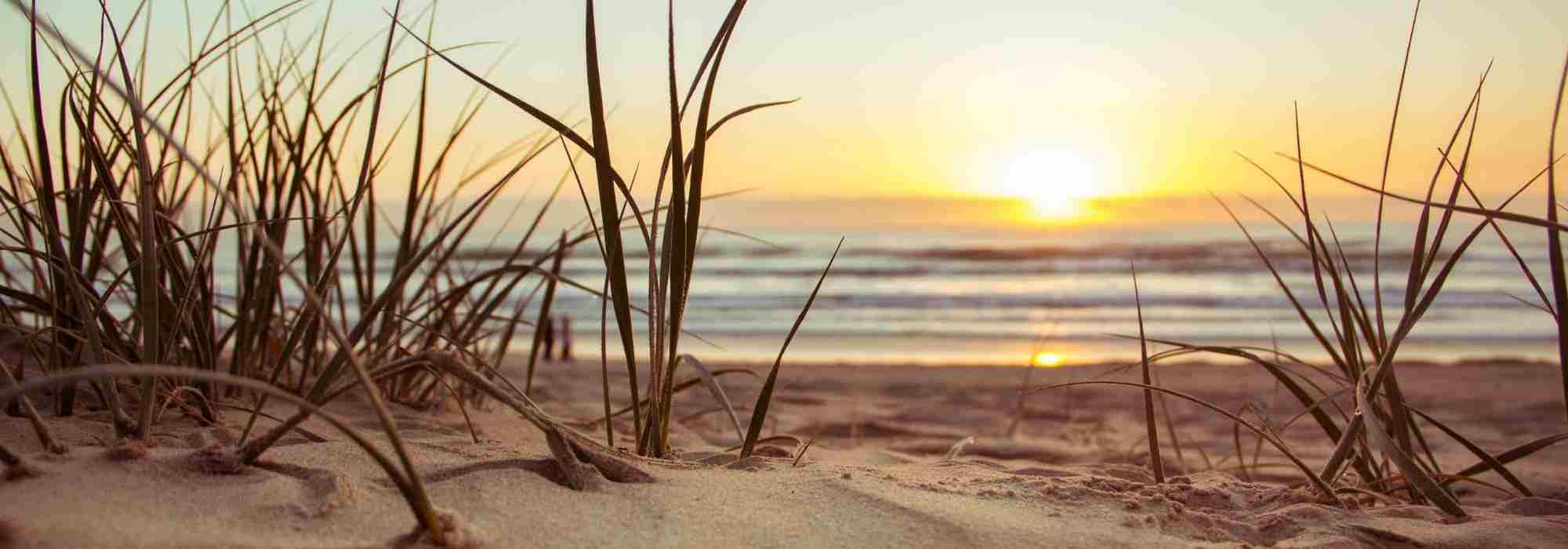 Which grasses should you choose for sandy soil?