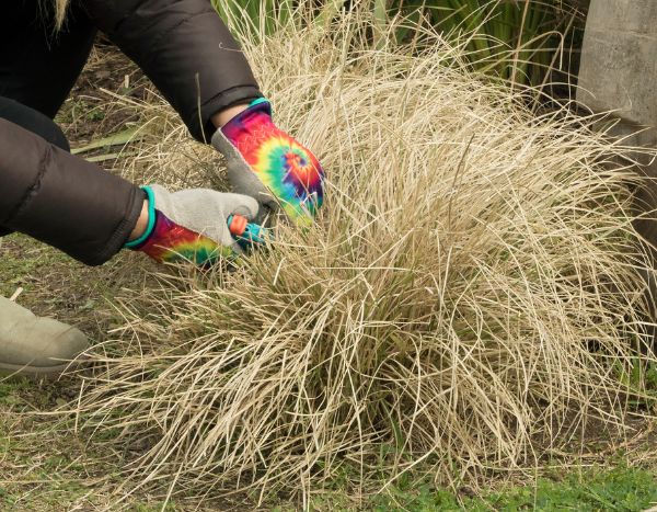 When and how to prune upright panic grass or Panicum?