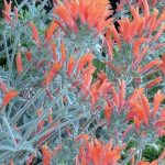 Perennials resistant to sea spray for coastal gardens