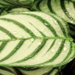 Ctenanthe: Planting, Growing and Caring for Your Plant