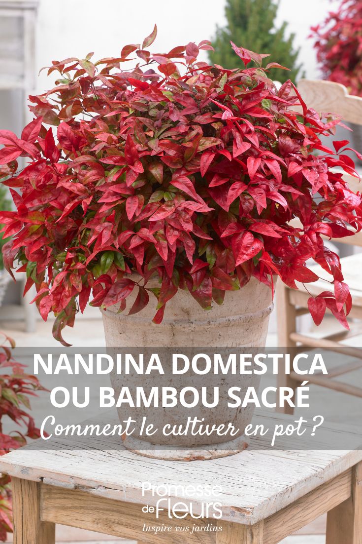 a Nandina domestica in a pot