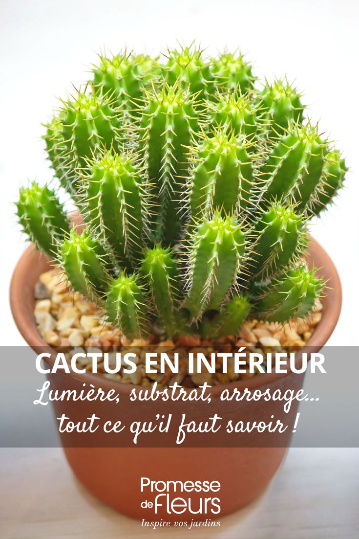 Growing Cacti Indoors: Light, Soil, Watering… Everything You Need to Know! caring for potted cacti