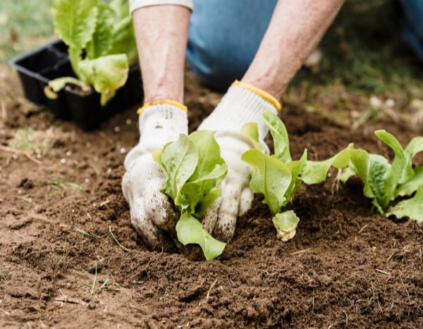 Beginner Gardening: How to Transplant Your Young Plants in 5 Easy Steps