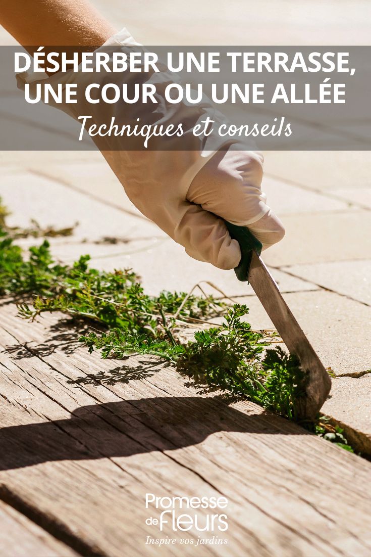 removing weeds from paths, terraces and paved areas