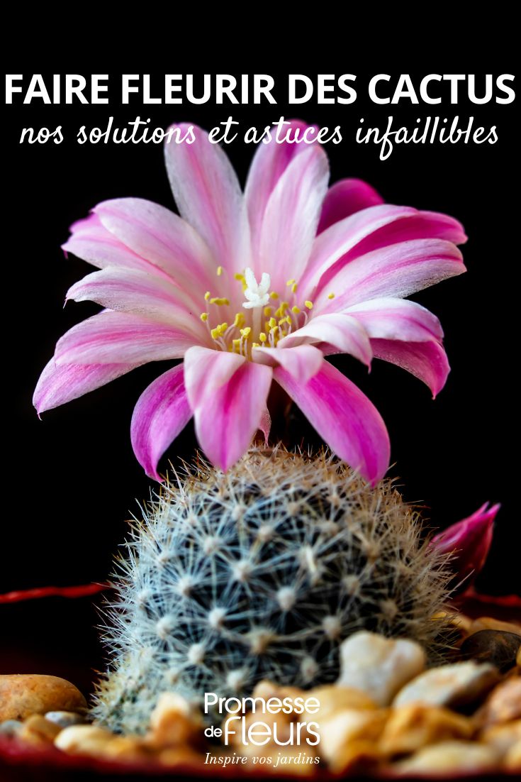 our tips for making cacti bloom