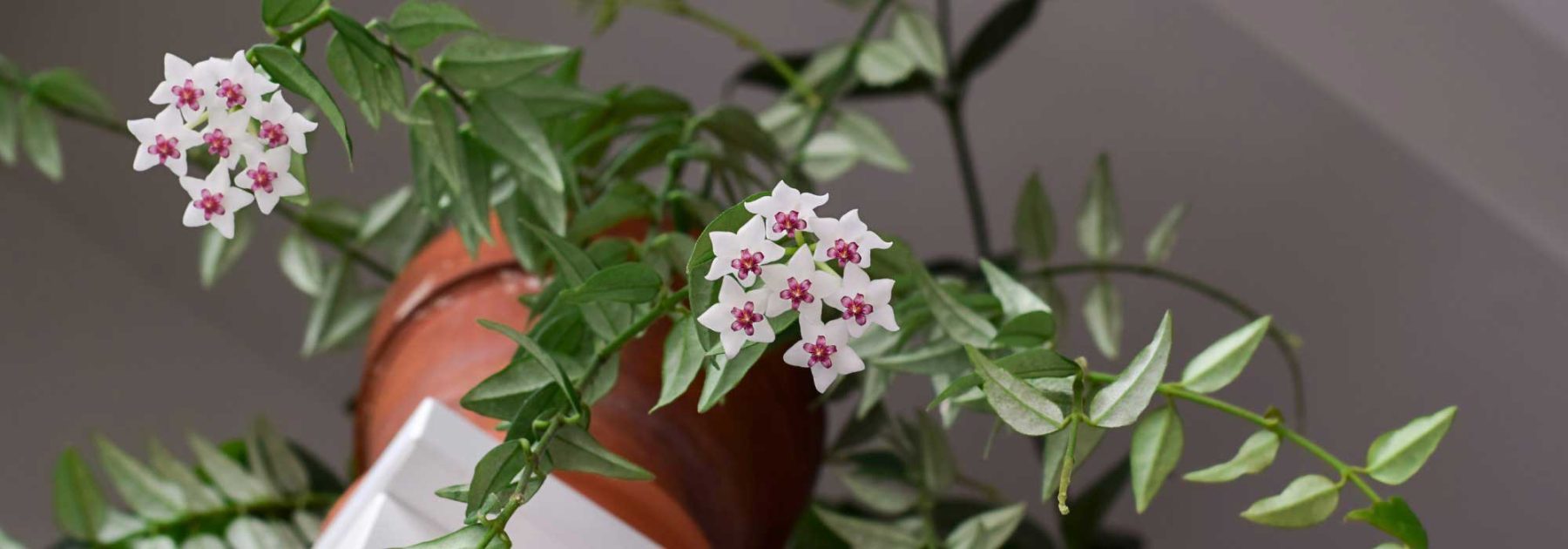 Hoya, Porcelain Flower: Cultivation and Care