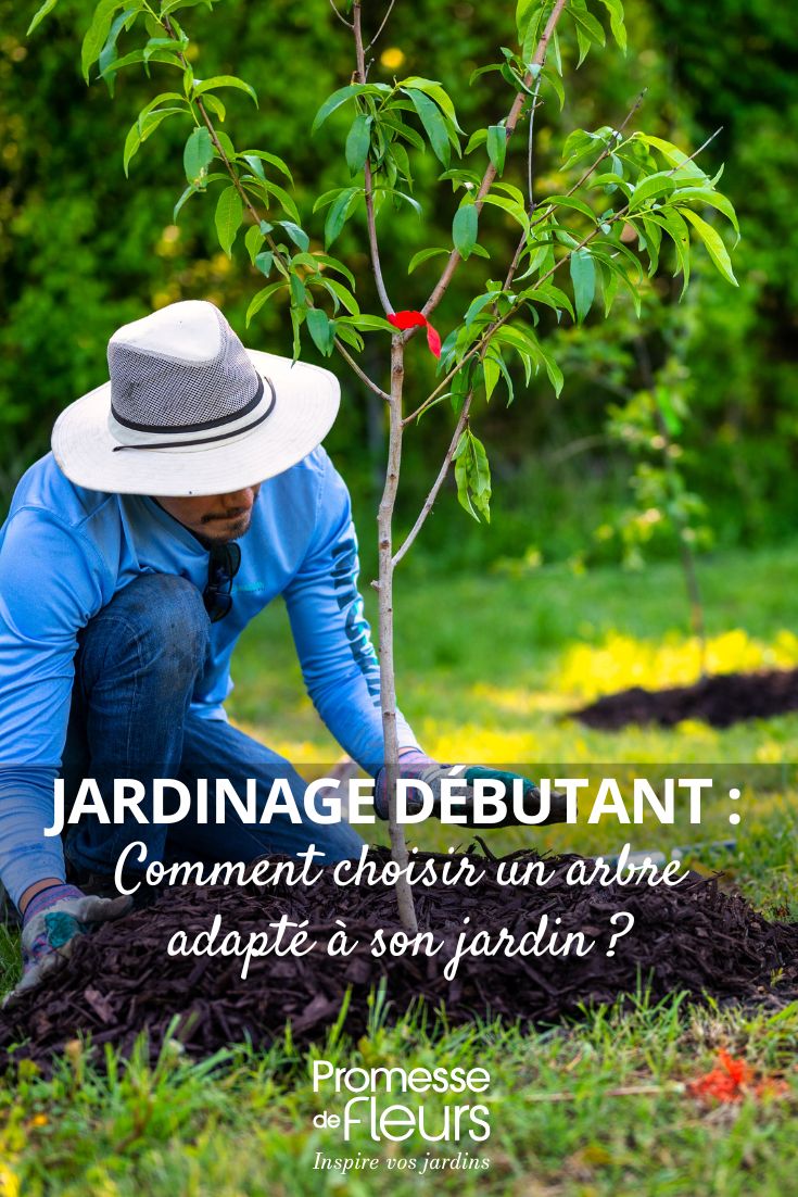 how to choose your tree