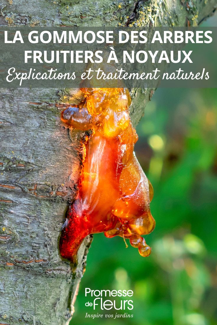 Gummosis in stone fruit trees treating and preventing gummosis in fruit trees and plum trees