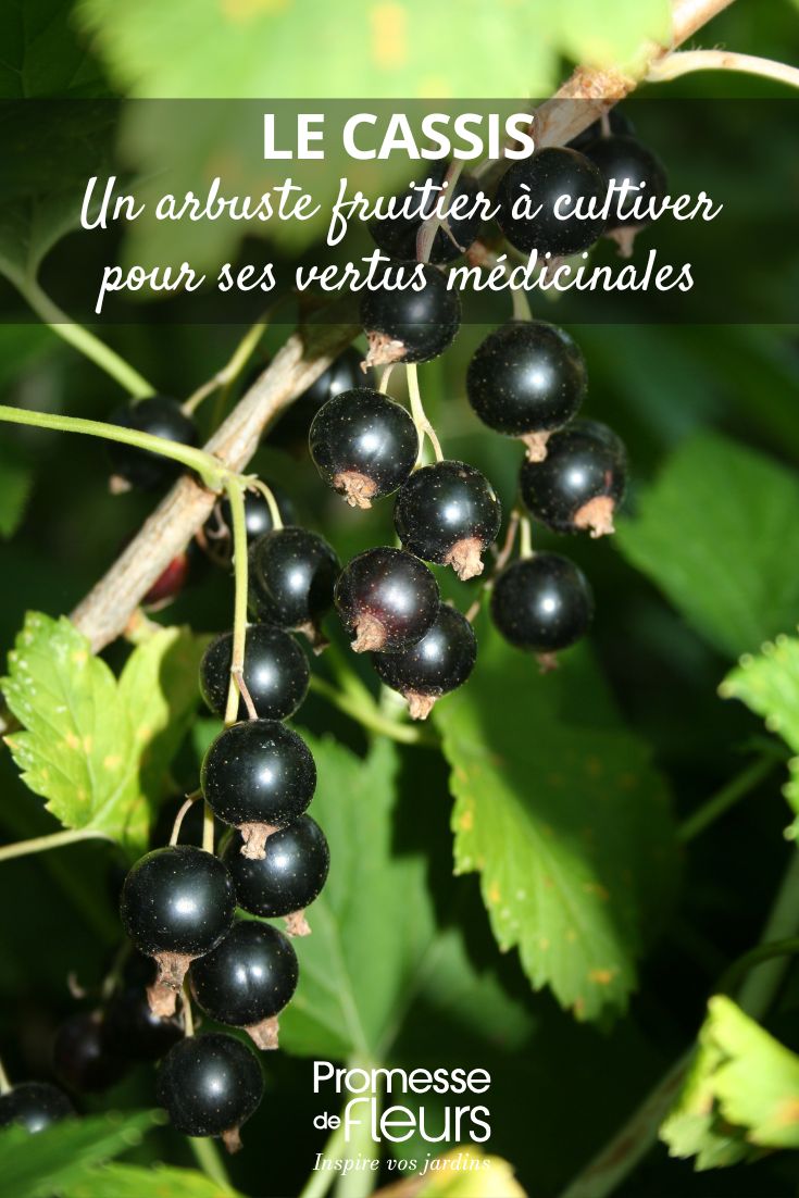 blackcurrant bush
