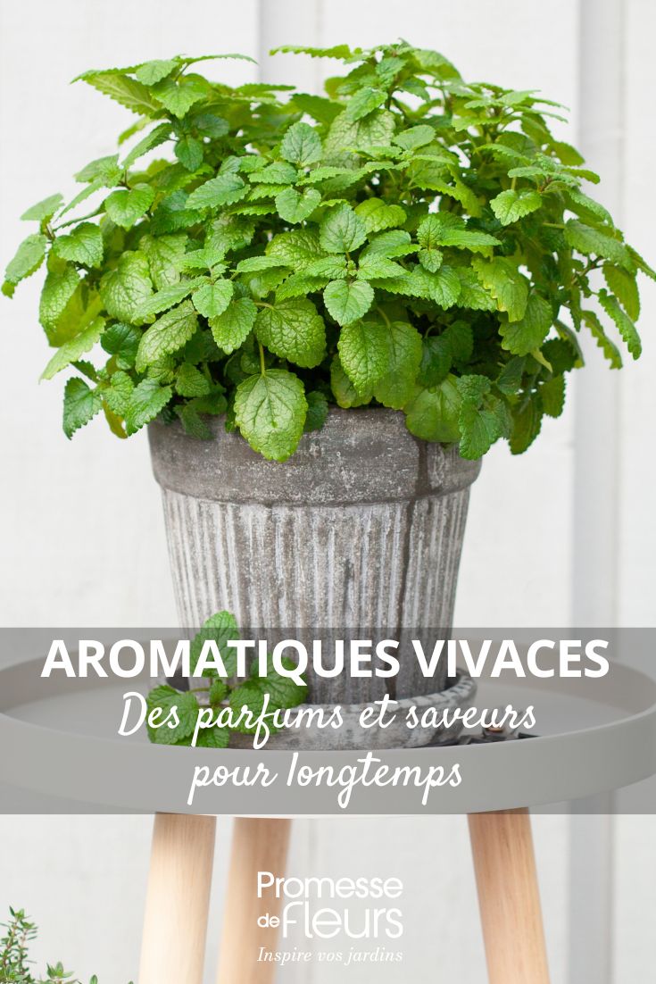 Perennial Aromatic Plants: Fragrances and Flavours That Last Melissa
