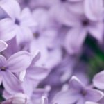 What to Plant in Clay-Limestone Soil? Advice and Suitable Plants  

Clay-limestone soil can be challenging for gardeners, but with the right approach, it can become a fertile ground for many beautiful and productive plants. Here are some tips and plant suggestions to help you make the most of this soil type.  

### Understanding Clay-Limestone Soil  
Clay-limestone soil is heavy, retains moisture, and can become compacted, making it difficult for roots to penetrate. However, its alkaline nature (due to limestone) also means it is rich in minerals, benefiting certain plants.  

### Tips for Gardening in Clay-Limestone Soil  
1. **Improve Drainage** – Incorporate organic matter like compost or well-rotted manure to break up the clay and enhance soil structure.  
2. **Avoid Overwatering** – Clay soil holds water, so be cautious not to drown plant roots.  
3. **Choose the Right Plants** – Opt for species that thrive in heavy, alkaline conditions.  

### Plants Well-Suited to Clay-Limestone Soil  
#### Ornamental Plants  
- **Lavandula angustifolia** (English Lavender) – Loves well-drained, alkaline soil.  
- **Buxus sempervirens** (Boxwood) – Tolerates heavy soil and limestone.  
- **Rosemary (Rosmarinus officinalis)** – Thrives in dry, chalky conditions.  

#### Fruit Trees & Shrubs  
- **Apple Trees (Malus domestica)** – Many varieties adapt well to clay-limestone soil.  
- **Viburnum opulus** (Guelder Rose) – Hardy and suited to heavy soils.  

#### Perennials & Bulbs  
- **Iris germanica** (Bearded Iris) – Prefers well-drained, slightly alkaline soil.  
- **Allium** (Ornamental Onion) – Flourishes in limestone-rich ground.  

By selecting the right plants and improving soil structure, you can create a thriving garden even in clay-limestone conditions. Happy gardening!