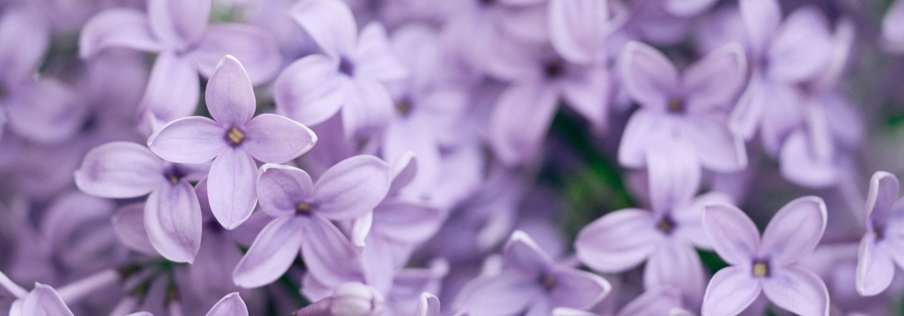 What to Plant in Clay-Limestone Soil? Advice and Suitable Plants
Clay-limestone soil can be challenging for gardeners, but with the right approach, it can become a fertile ground for many beautiful and productive plants. Here are some tips and plant suggestions to help you make the most of this soil type.
### Understanding Clay-Limestone Soil
Clay-limestone soil is heavy, retains moisture, and can become compacted, making it difficult for roots to penetrate. However, its alkaline nature (due to limestone) also means it is rich in minerals, benefiting certain plants.
### Tips for Gardening in Clay-Limestone Soil
1. **Improve Drainage** – Incorporate organic matter like compost or well-rotted manure to break up the clay and enhance soil structure.
2. **Avoid Overwatering** – Clay soil holds water, so be cautious not to drown plant roots.
3. **Choose the Right Plants** – Opt for species that thrive in heavy, alkaline conditions.
### Plants Well-Suited to Clay-Limestone Soil
#### Ornamental Plants
- **Lavandula angustifolia** (English Lavender) – Loves well-drained, alkaline soil.
- **Buxus sempervirens** (Boxwood) – Tolerates heavy soil and limestone.
- **Rosemary (Rosmarinus officinalis)** – Thrives in dry, chalky conditions.
#### Fruit Trees & Shrubs
- **Apple Trees (Malus domestica)** – Many varieties adapt well to clay-limestone soil.
- **Viburnum opulus** (Guelder Rose) – Hardy and suited to heavy soils.
#### Perennials & Bulbs
- **Iris germanica** (Bearded Iris) – Prefers well-drained, slightly alkaline soil.
- **Allium** (Ornamental Onion) – Flourishes in limestone-rich ground.
By selecting the right plants and improving soil structure, you can create a thriving garden even in clay-limestone conditions. Happy gardening!