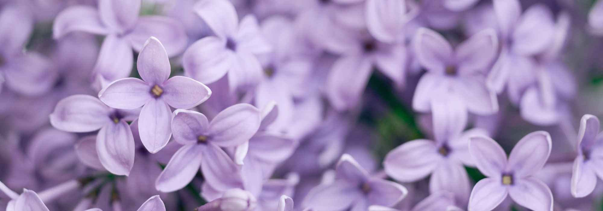 What to Plant in Clay-Limestone Soil? Advice and Suitable Plants