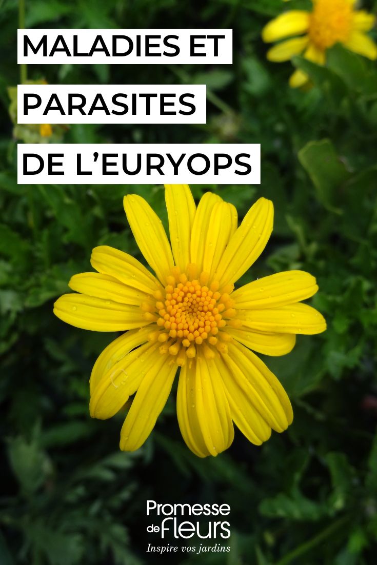 Diseases and Pests of Euryops yellow flowers of EURYOPS