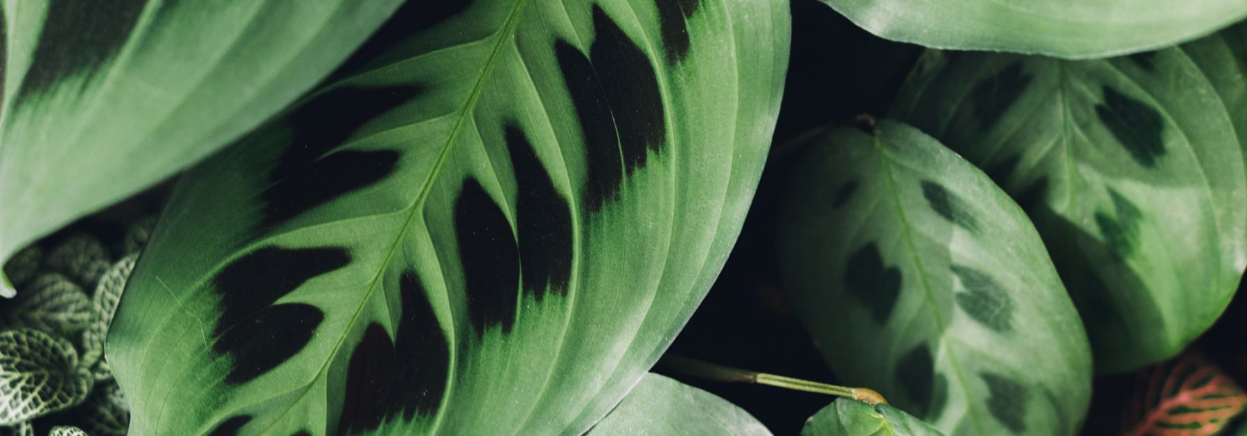 Maranta - Prayer Plant: Growing and Care