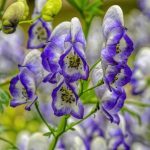 How to propagate Aconite?