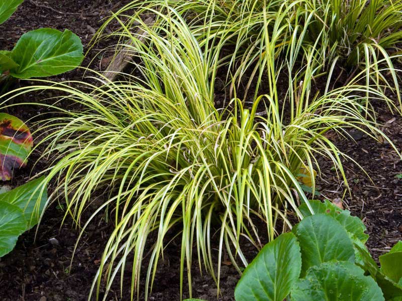 How to propagate Acorus by dividing its rootstock?