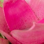 Neoregelia: Growing and Caring for This Bromeliad