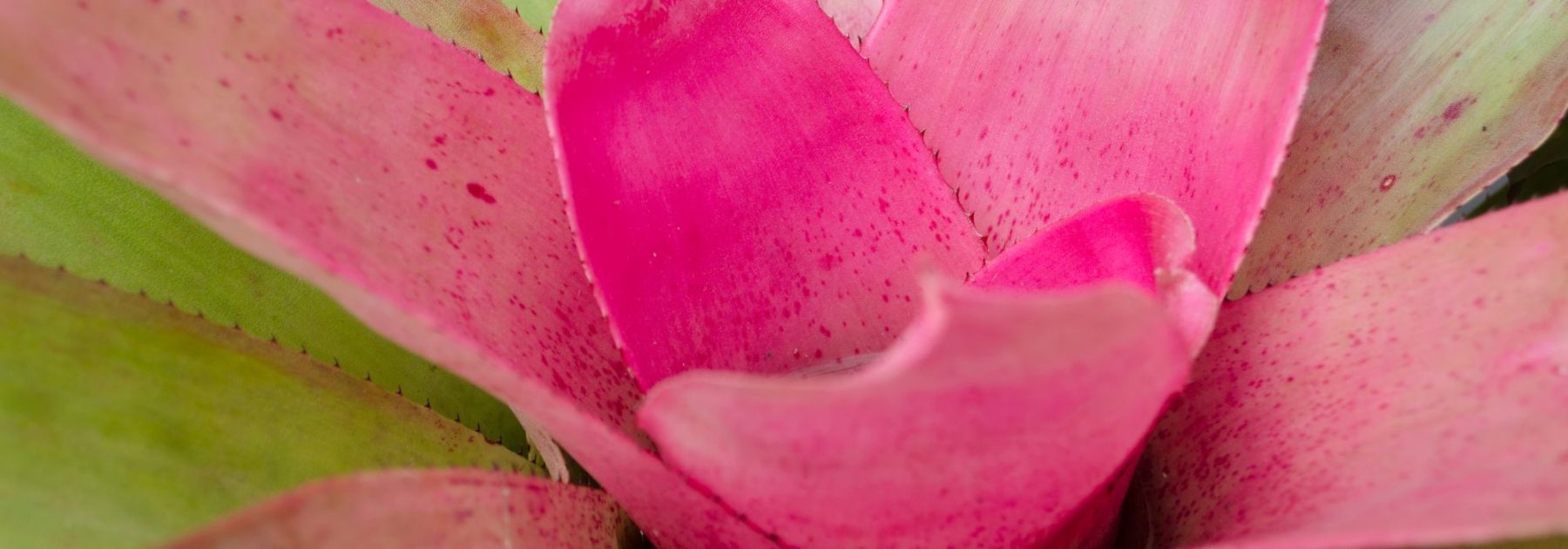 Neoregelia: Growing and Caring for This Bromeliad