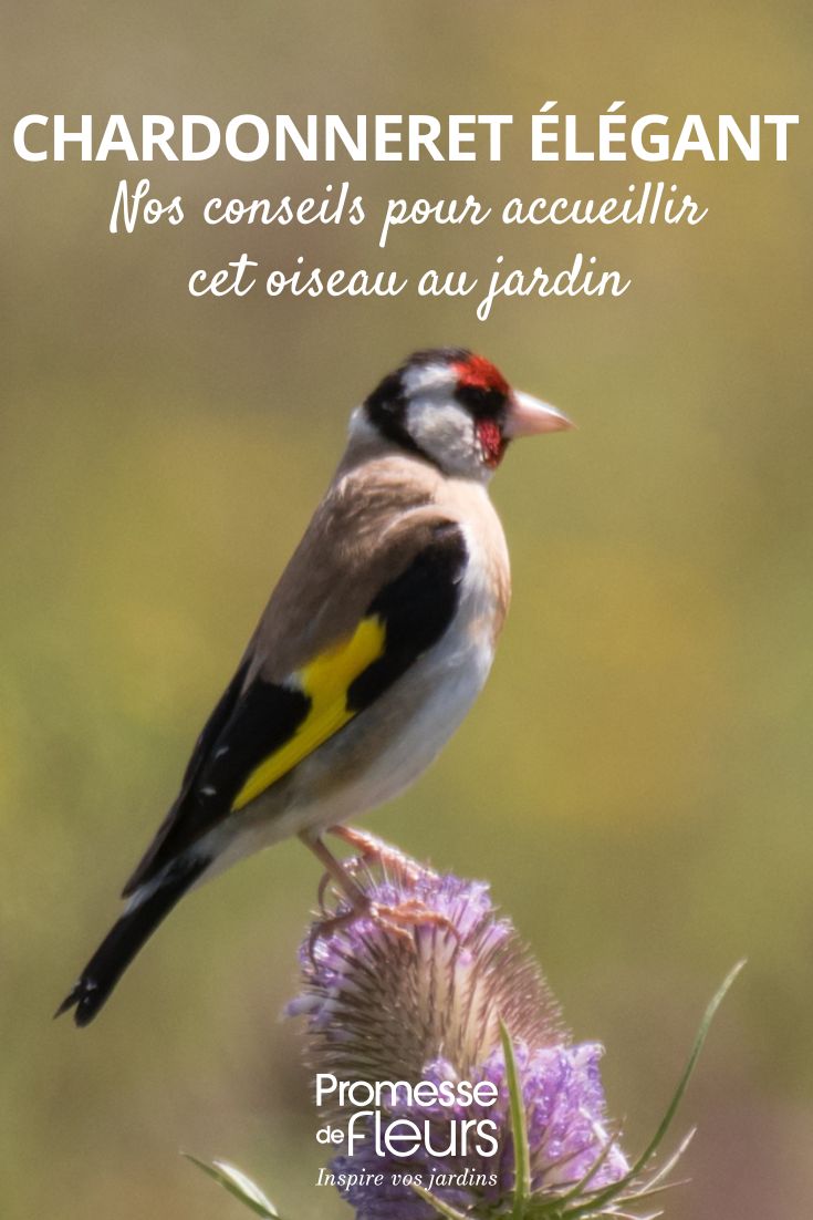 Garden Birds: How to Recognise and Attract the European Goldfinch European Goldfinch