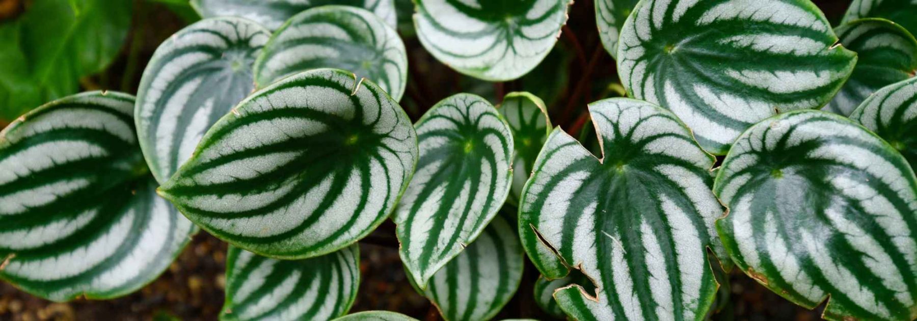 Peperomia: Cultivation, Care, and Choosing the Right Variety