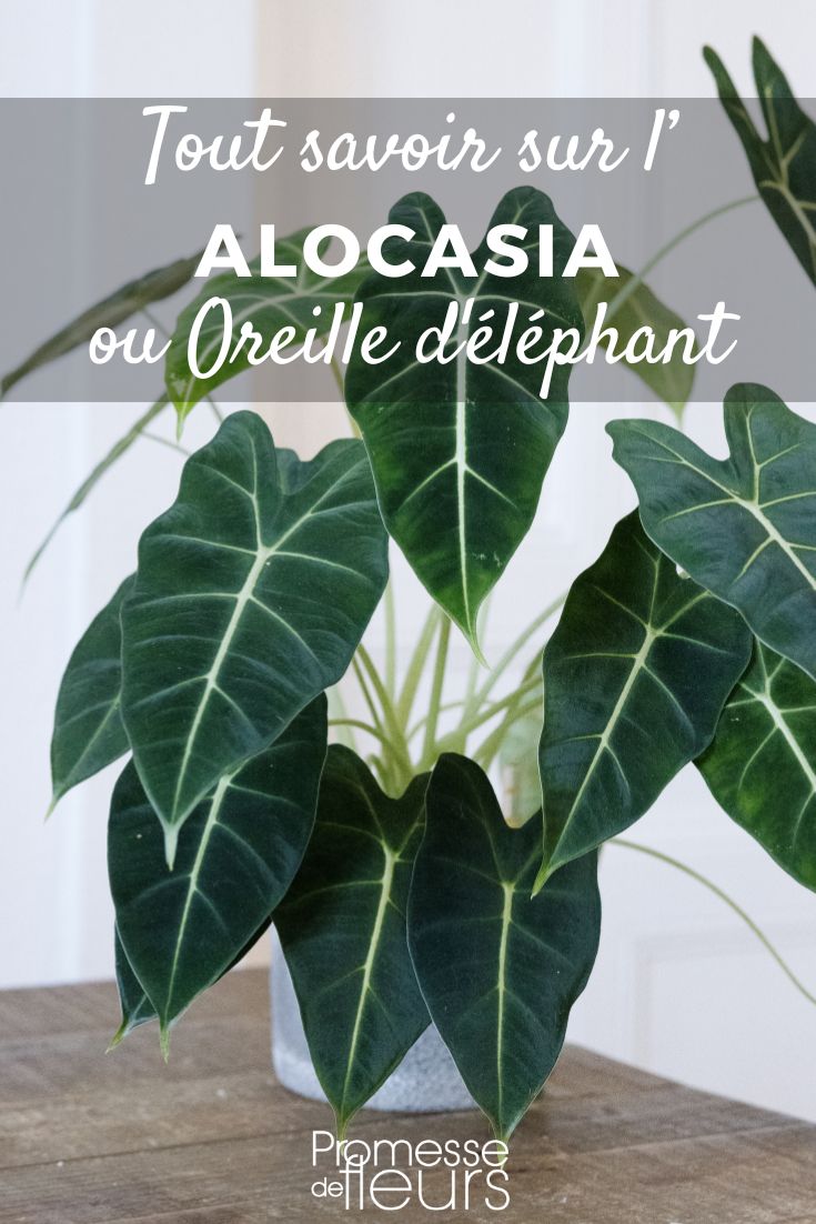 Alocasia: Growing and Caring for Your Plant Elephant's Ear