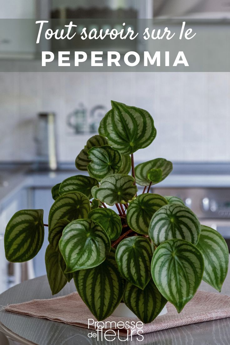 Pinterest - Plant Profiles: Everything You Need to Know About Peperomia Peperomia Watermelon