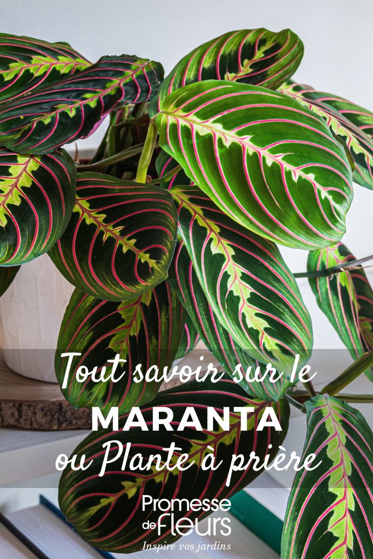 maranta Maranta - Prayer Plant: Growing and Care
