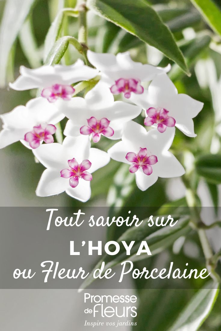 hoya Hoya, Wax Flower: Cultivation and Care