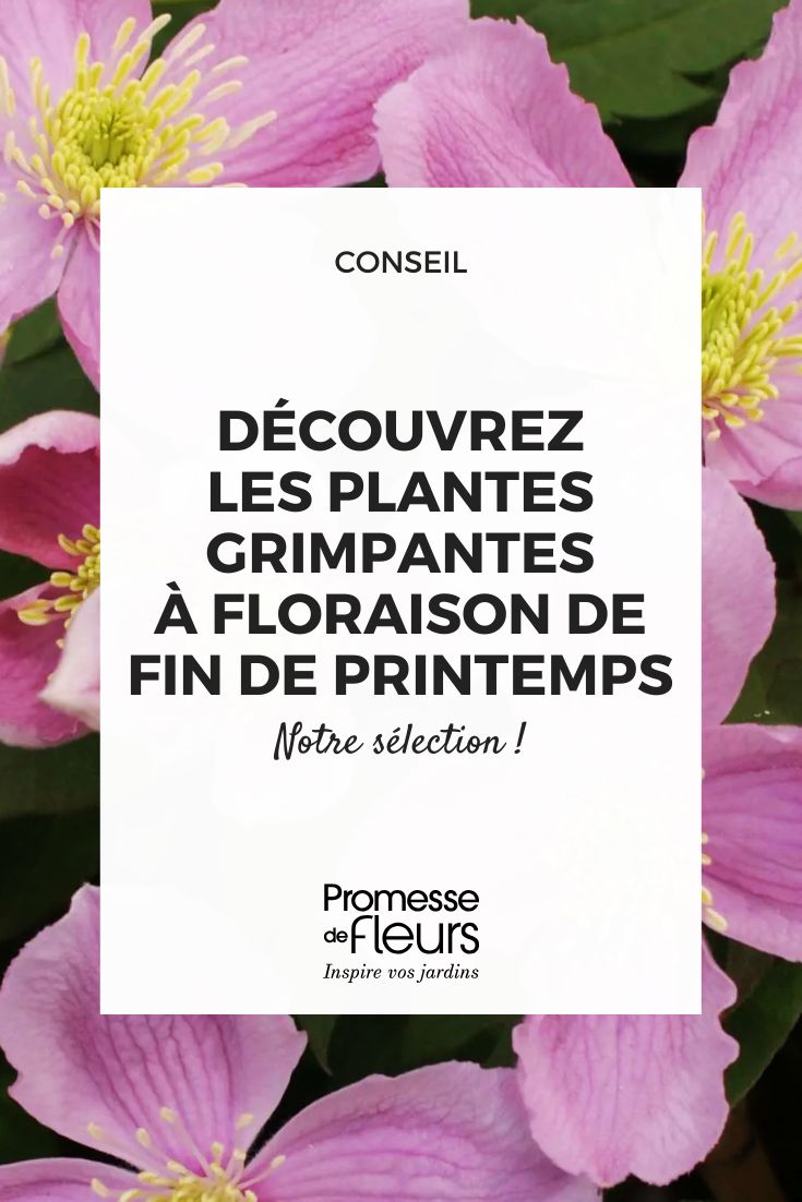 Clematis montana 'Tetrarose'