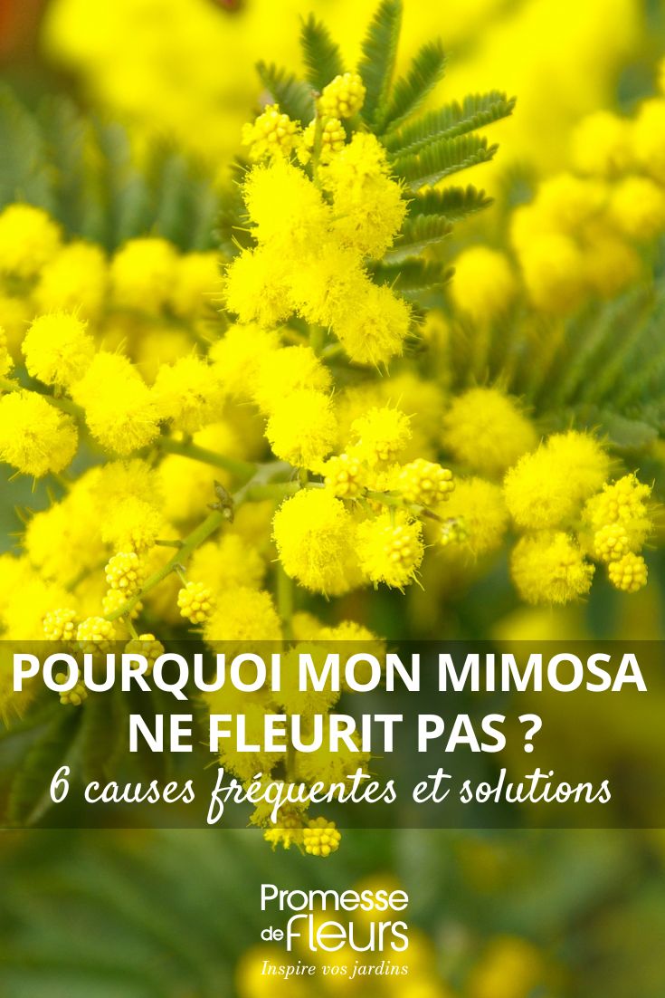 Why Isn't My Mimosa Flowering? 6 Common Causes and Their Solutions (1) yellow mimosa flowers