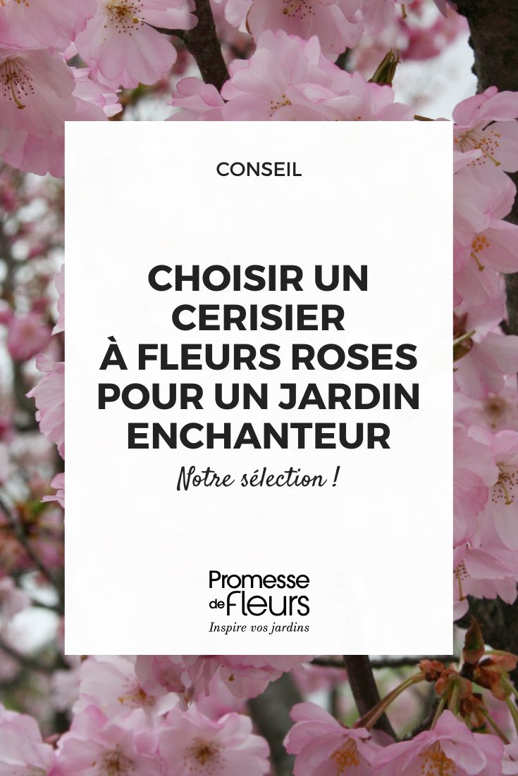 Prunus Accolade

Prunus Accolade is a stunning ornamental cherry tree that brings a touch of elegance to any garden. Known for its abundant semi-double pink blossoms, this tree is a true showstopper in spring. The flowers emerge in clusters, creating a breathtaking display that lasts for several weeks.

This variety is particularly valued for its early flowering, often blooming in late winter to early spring, depending on the climate. The delicate blossoms are complemented by fresh green foliage that turns to vibrant autumn hues later in the year, adding seasonal interest to your outdoor space.

Prunus Accolade is a relatively compact tree, making it suitable for smaller gardens or as a focal point in larger landscapes. It thrives in well-drained soil and prefers a sunny position to produce the best floral display. With minimal maintenance required, this cherry tree is an excellent choice for both novice and experienced gardeners looking to add a touch of springtime magic to their surroundings.

[Image: Prunus Accolade in full bloom with pink flowers]