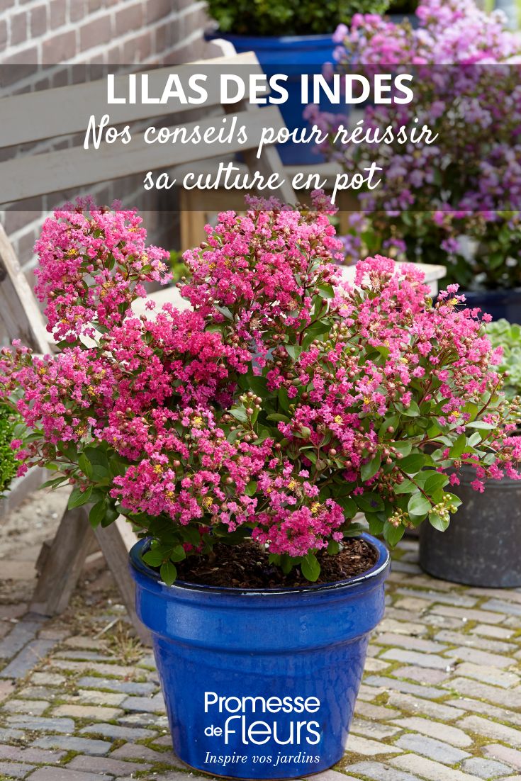 a crepe myrtle in a pot