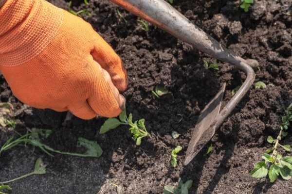 Gardening for Beginners: What is Weeding? How to Do It?