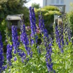 How to prune Aconitum?