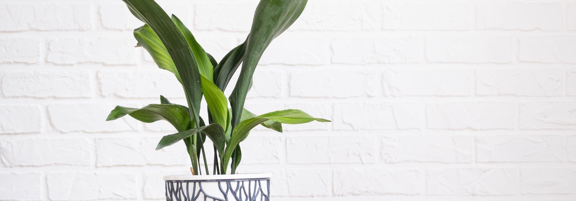 Aspidistra Indoors: Seasonal Care Guide