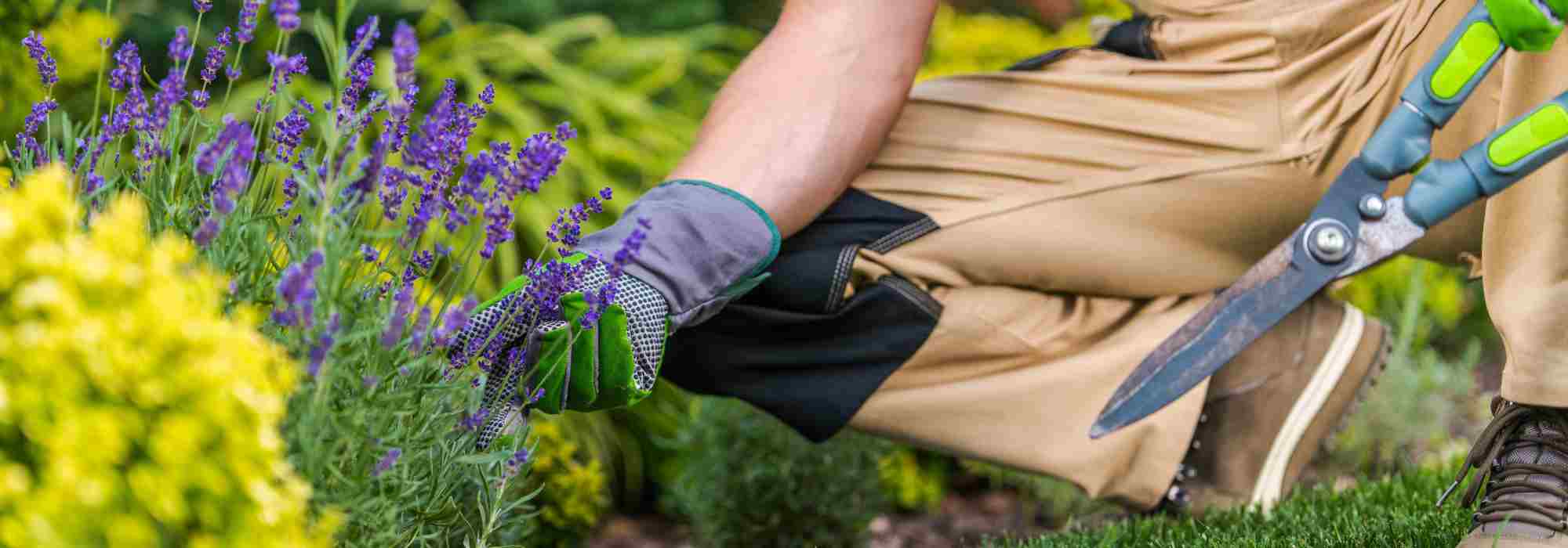 I don't have green fingers: why is that?