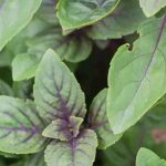 Perennial basil: a sustainable alternative to common basil