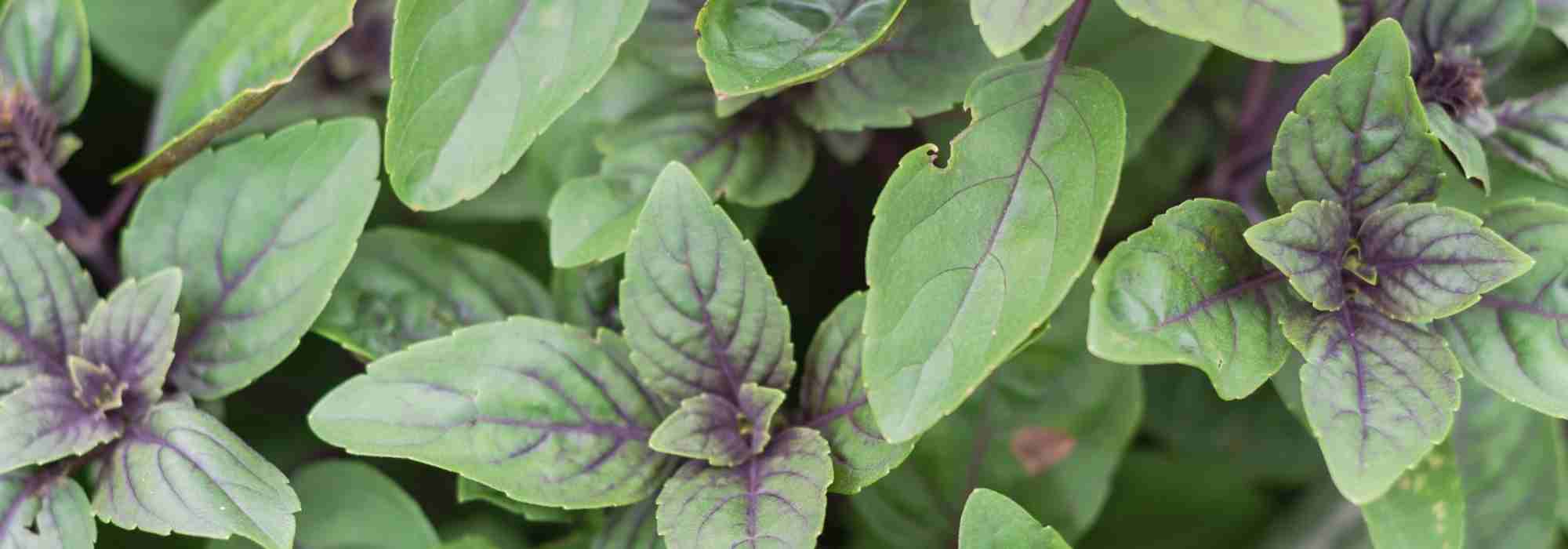 Perennial basil: a sustainable alternative to common basil