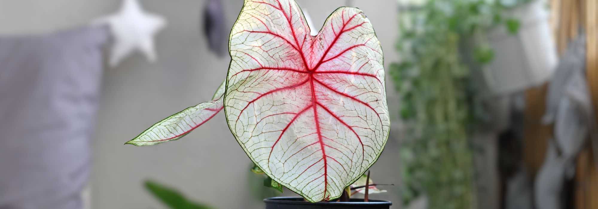 Caladium Indoors: Care Throughout the Seasons