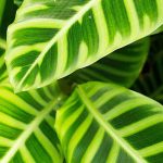 Calathea: Diseases, Common Problems and Parasites