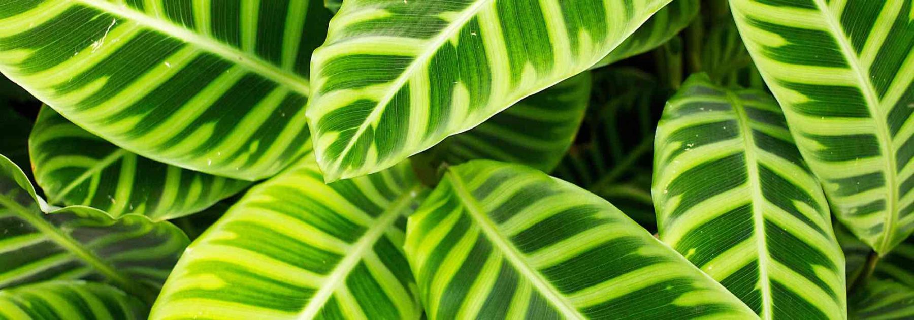 Calathea: Diseases, Common Problems and Parasites