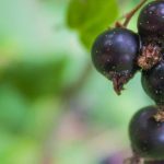 Blackcurrant: A Fruit Bush to Grow for Its Medicinal Benefits