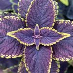 # Coleus Indoors: Preventing and Treating Diseases and Parasites  

Coleus (*Plectranthus scutellarioides*) is a popular houseplant prized for its vibrant foliage. While generally easy to care for, it can occasionally suffer from diseases and parasitic infestations. Here’s how to keep your Coleus healthy and thriving indoors.  

## Common Diseases  

### **Powdery Mildew**  
A white, powdery coating on leaves indicates powdery mildew, often caused by poor air circulation or high humidity.  

**Prevention & Treatment:**  
- Improve ventilation around the plant.  
- Avoid wetting the foliage when watering.  
- Apply a fungicide if necessary.  

### **Root Rot**  
Overwatering leads to soggy soil, causing roots to rot. Symptoms include yellowing leaves and wilting.  

**Prevention & Treatment:**  
- Ensure proper drainage in the pot.  
- Water only when the top inch of soil is dry.  
- Trim affected roots and repot in fresh soil if rot is severe.  

## Common Parasites  

### **Spider Mites**  
Tiny, web-spinning pests that cause speckled, discoloured leaves.  

**Prevention & Treatment:**  
- Increase humidity (mites thrive in dry conditions).  
- Wipe leaves with a damp cloth.  
- Use insecticidal soap or neem oil.  

### **Aphids**  
Small, sap-sucking insects that cluster on new growth, causing distorted leaves.  

**Prevention & Treatment:**  
- Spray with water to dislodge them.  
- Apply a mild soap solution or neem oil.  

## General Care Tips  
- **Light:** Bright, indirect light maintains vibrant leaf colour.  
- **Watering:** Keep soil moist but not waterlogged.  
- **Humidity:** Moderate humidity helps prevent pests.  

By monitoring your Coleus and acting quickly at the first sign of trouble, you can enjoy its stunning foliage year-round! ????