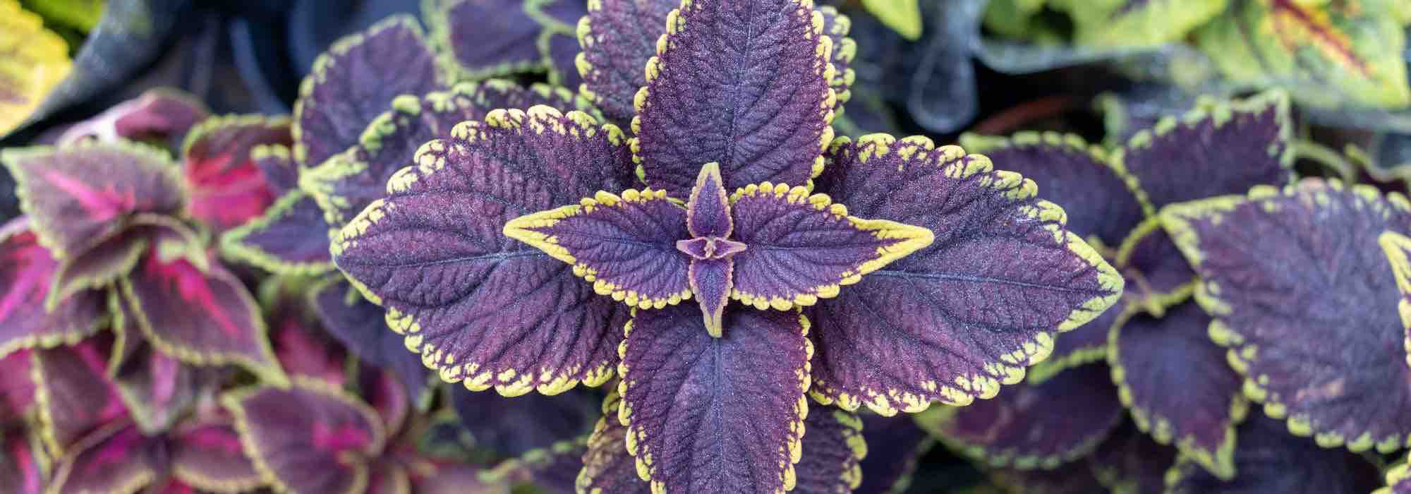 Coleus Indoors: Preventing and Treating Diseases and Parasites