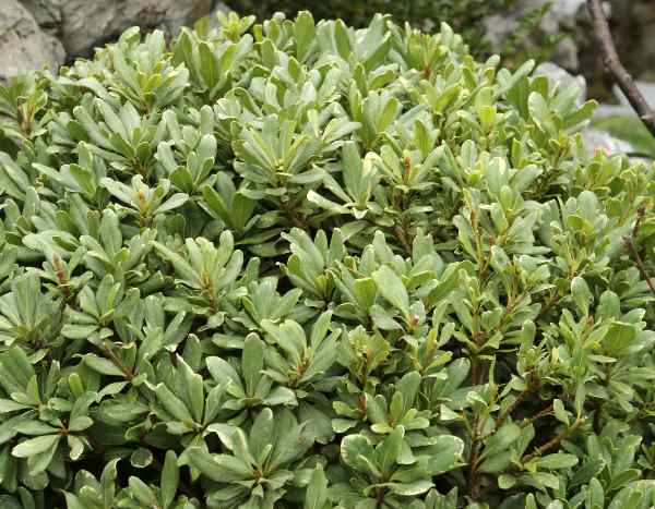 How to take cuttings from Pittosporum?