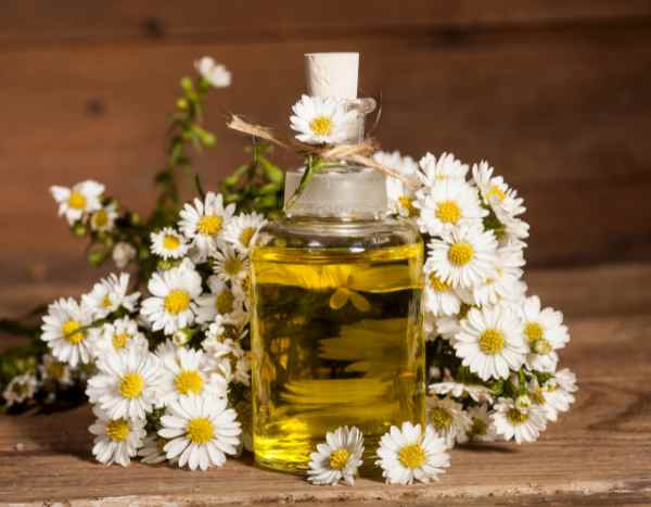 How to make chamomile oil: our tutorial